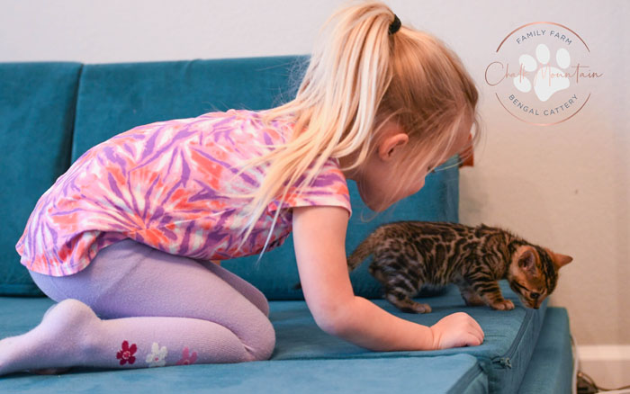 Bengal kitten for sale